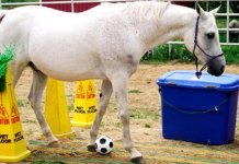 horse-soccer.jpg
