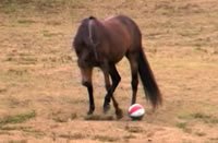 trick-horse-soccer.jpg