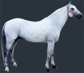 horse3-zr.jpg